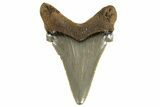 Serrated Angustidens Tooth - Megalodon Ancestor #321689-1